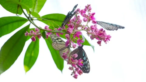 Butterfly on brunch flying on a white background Stock Footage 60961695