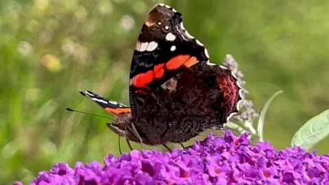 Butterfly on Buddleia Stock Footage 203915634