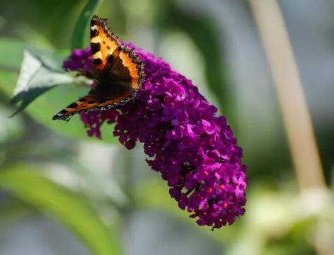 Butterfly on Buddleia Stock Photos