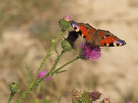 Butterfly on burdock. Stock Photos