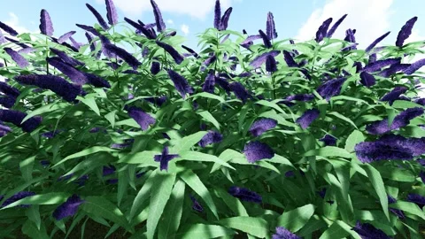 Butterfly bush Blue flower Vídeo Stock 341871953