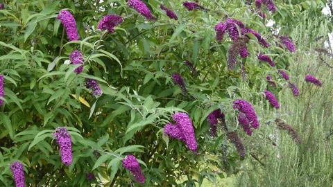 Butterfly-bush Stock Footage 134205414