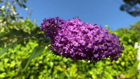 Butterfly bush Stock Footage 210926015