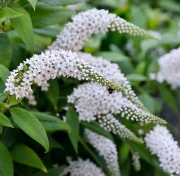 Butterfly bush Stock Photos