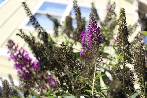 Butterfly Bush Stock Photos