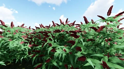 Butterfly bush red flower Vídeo Stock 341871889