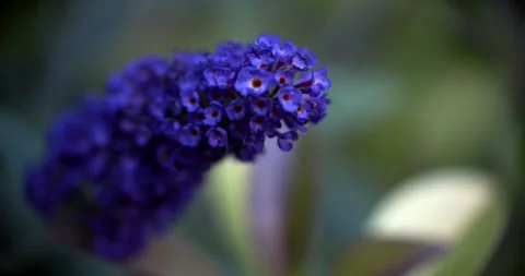 Butterfly Bush Upclose Stock Footage 292834805