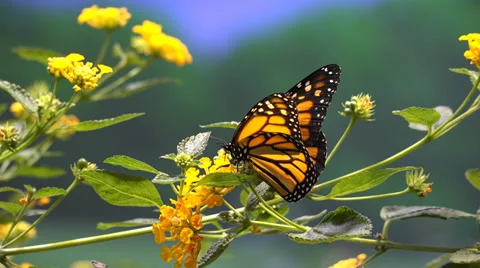 Butterfly, Butterflies, Insects, Flowers Stock Footage