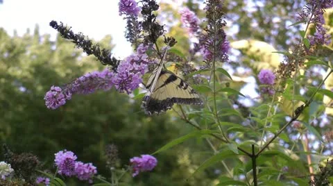 Butterfly on butterfly bush Stock Footage 12169871