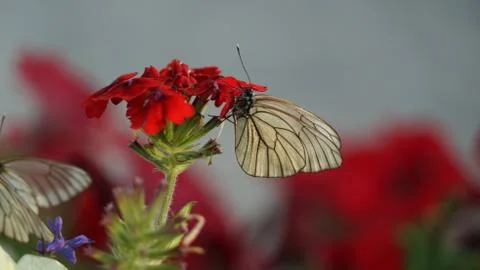 Butterfly cabbage on a flower Stock Photos