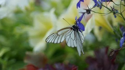 Butterfly cabbage on a flower Stock Photos