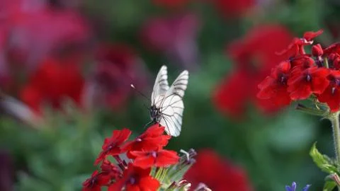 Butterfly cabbage on a flower Stock Photos