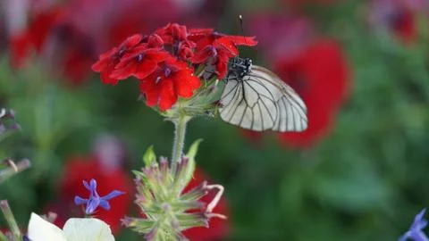 Butterfly cabbage on a flower Stock Photos