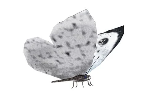 Butterfly cabbage Stock Illustration