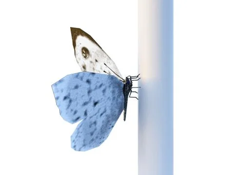 Butterfly cabbage Illustrazione stock