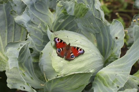 Butterfly on a cabbage leaf Stock Photos