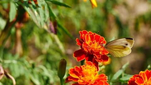Butterfly cabbage on a marigold flower eats nectar. Video stock 205455809