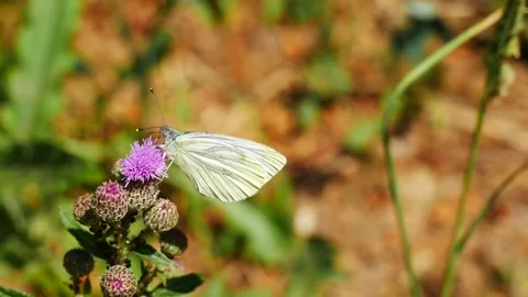 Butterfly cabbage on a thistle flower eats nectar Video stock 246068105