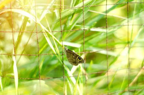 Butterfly in the cage Stock Photos