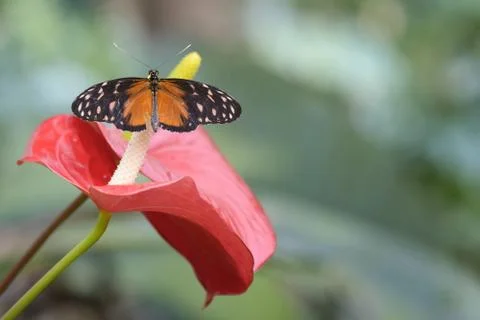 Butterfly on calla Stock Photos
