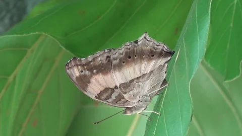 Butterfly, Cambodia Stock-Footage 121608741