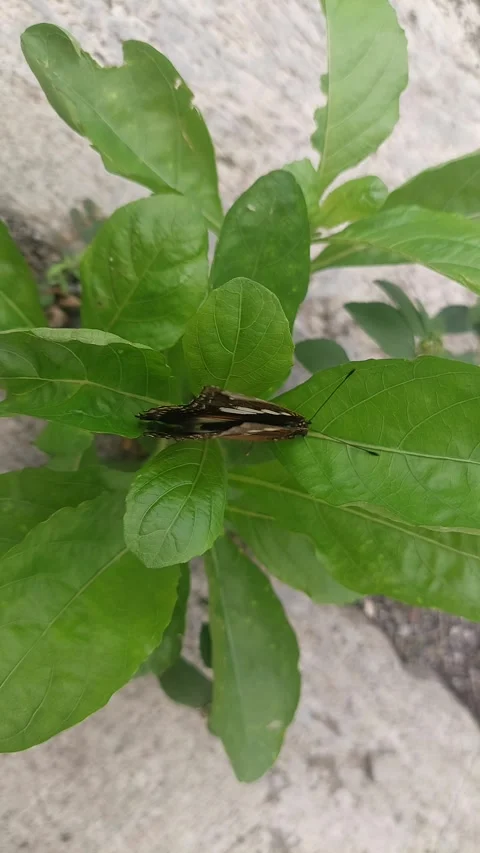 Butterfly Captured from Above Stock Footage 295282518