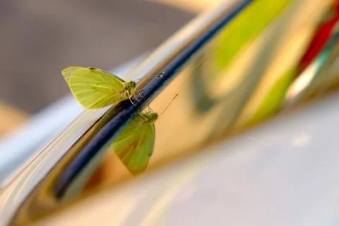 Butterfly on the car window Stock Photos