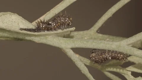 Butterfly caterpillar eating leaf close-up (realtime HD) Video stock 76740916