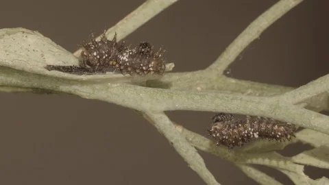 Butterfly caterpillar eating leaf close-up (realtime HD) Stock Footage 76741047