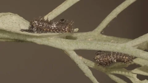 Butterfly caterpillar eating leaf close-up (realtime HD) Video stock 76742952