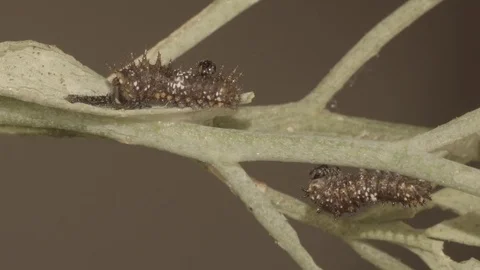 Butterfly caterpillar eating leaf close-up (realtime HD) Stock Footage 76742980