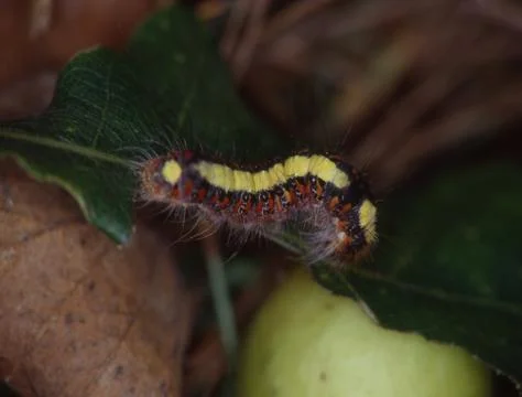 Butterfly caterpillar eats on leaf Stock Photos