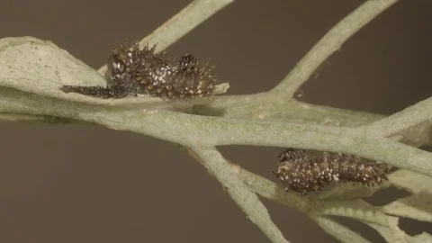 Butterfly caterpillar eats skin after molting (realtime ProRes 422 HQ 4K) Stock Footage 76688885