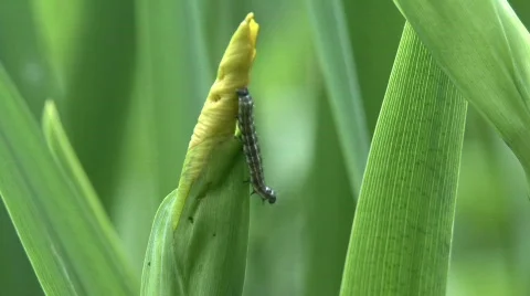 Butterfly caterpillar Stock Footage 732685