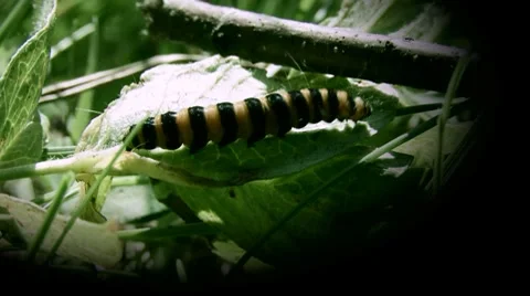 Butterfly caterpillar Stock Footage 8577245