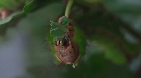 Butterfly  caterpillar Stock Footage 39818060