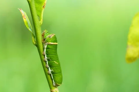 Butterfly caterpillar. Foto stock