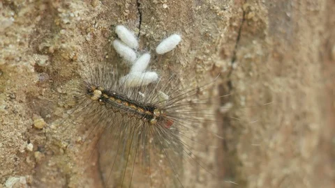 Butterfly caterpillar on the tree bark Stock Footage 97653466
