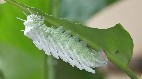 Butterfly caterpillar under the leaf Stock Footage 96118801