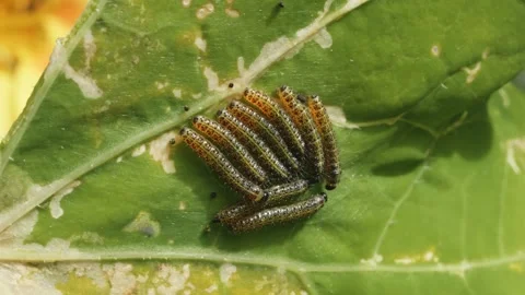 Butterfly caterpillars on nasturtium leaf macro close up stock footage Stock Footage 337463225
