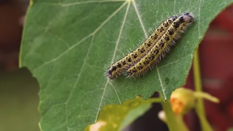 Butterfly caterpillars on nasturtium leaf macro close up stock footage Stock Footage 338329756