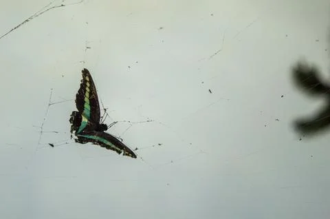 Butterfly caught in Spider web Stock Photos