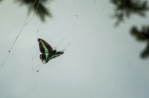 Butterfly caught in Spider web Stock Photos