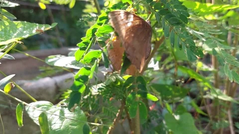 Butterfly caught in a spider's web Stock Footage 258205464