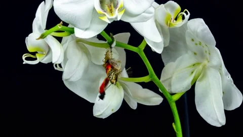 Butterfly Cethosia malayanus hatching out of pupa to butterfly Timelapse 4K Stock-Footage 229720533