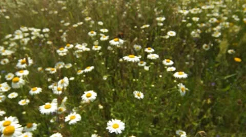 Butterfly on chamomile Stock Footage 11343454
