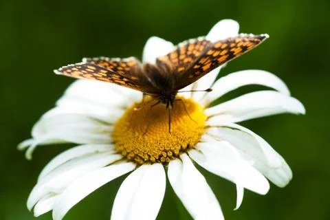 Butterfly on a chamomile Stock Photos