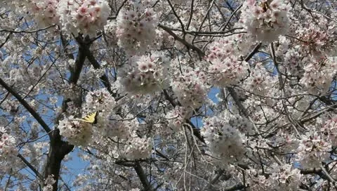 Butterfly in cherry tree Stock Footage 11019653