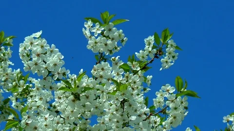 Butterfly on the Cherry Tree Stock Footage 89909964