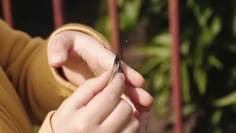 Butterfly in children's hands Stock Footage 201485895